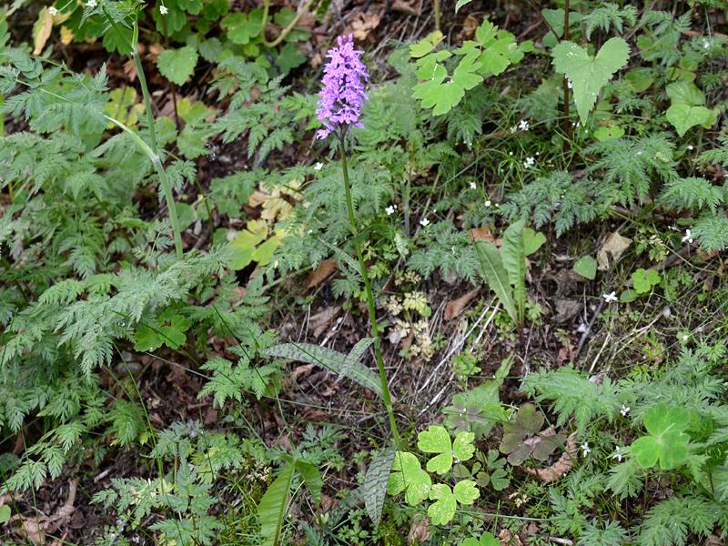 Dactylorhiza fuchsii